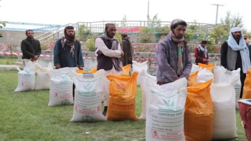نهادهای بین‌المللی از توزیع تخم گندم اصلاح‌شده‌ی بذری به دست‌کم ۷۰ هزار کشاورز در چهار استان کشور خبر دادند