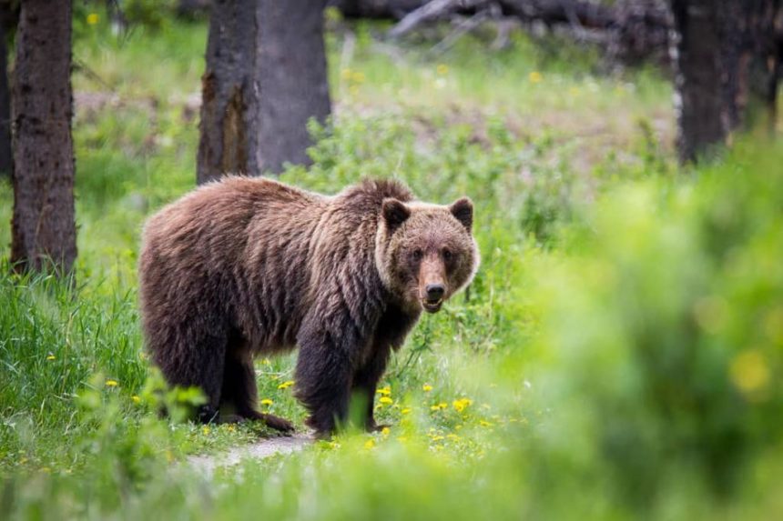 جان‌باختن یک زوج کانادایی از اثر حمله‌ی یک خرس گریزلی