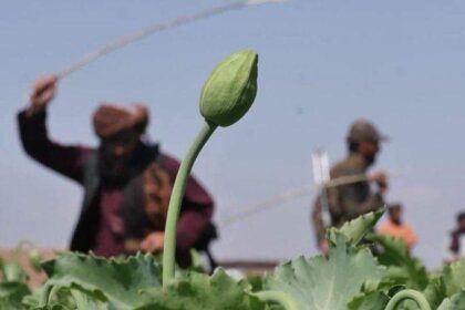 تاجیکستان: موضوع کاهش تولید مواد مخدر در افغانستان واقعیت ندارد